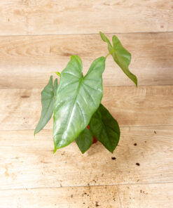 Alocasia heterophylla corazon 003