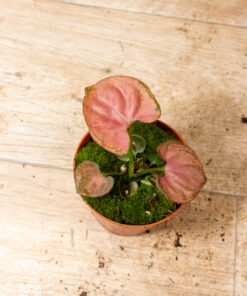 Syngonium Orm Nak 001