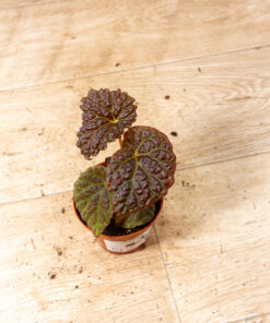 Begonie spp. (Black Mountain) 003