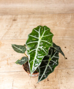 Alocasia polly aurea 006