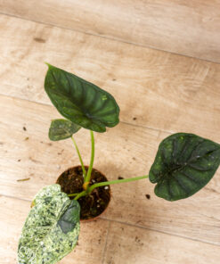 Alocasia Dragon Scale mint 005