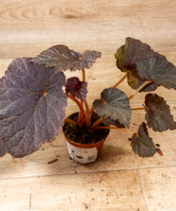 Begonia U485 "Taconite" 001