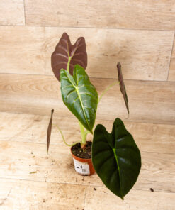Alocasia Golden Bone 001