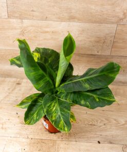 Musa aurea 002
