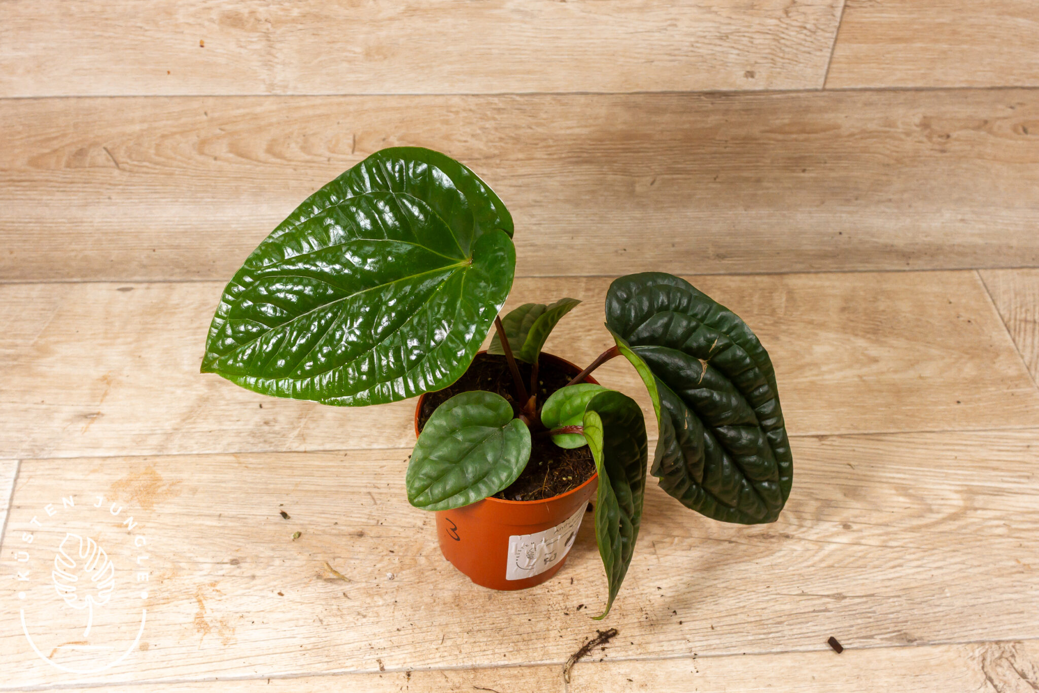 Anthurium Radicans x Luxurians mit herzförmigen, stark genarbten Blättern und dunkelroten Blattstielen