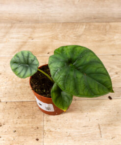 Alocasia nebula 004