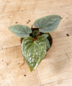 Anthurium luxurians 004