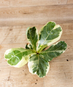 Ficus Lyrata Variegata 004
