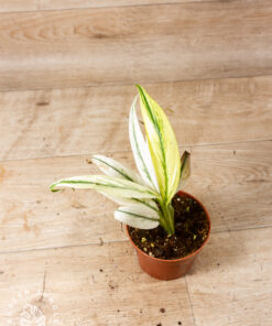 Epipremnum Amplissimum Variegata 001