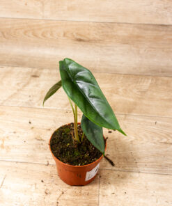 Alocasia venusta 004