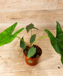 Alocasia sulawesi green carpet 002