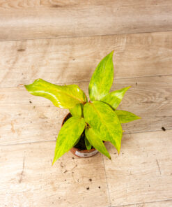 Philodendron orange marmalade 001