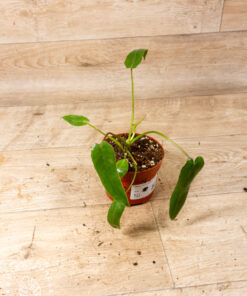 Philodendron Spiritus Sancti 004
