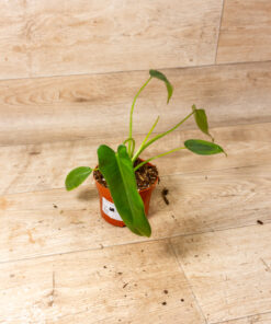 Philodendron Spiritus Sancti 005