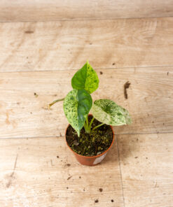 Alocasia Dragon Scale mint 006