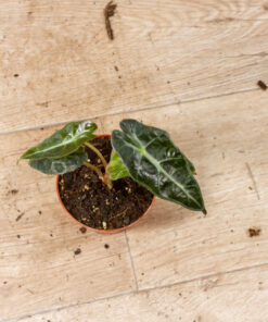 Alocasia polly aurea 007