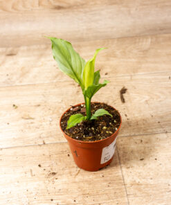 Spathiphyllum ‘Blue Ice’ 001