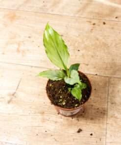 Spathiphyllum ‘Blue Ice’ 002