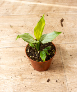 Spathiphyllum ‘Blue Ice’ 003