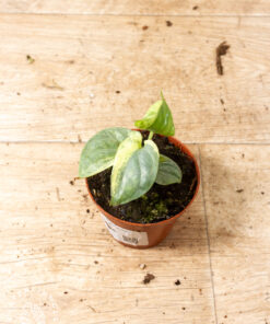 Amydrium medium silver variegata 001