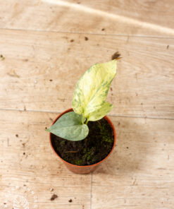 Amydrium medium silver variegata 002
