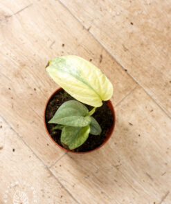 Amydrium medium silver variegata 003