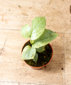 Amydrium medium silver variegata 004