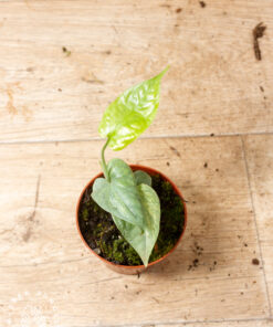 Amydrium medium silver variegata 005