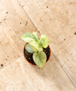 Amydrium medium silver variegata 006