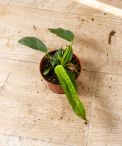 Philodendron patriciae 002