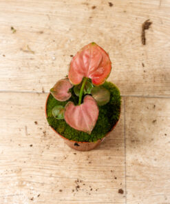 Syngonium Orm Nak 002