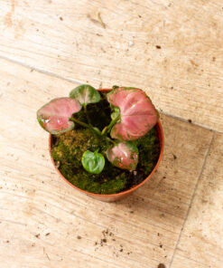 Syngonium Orm Nak 003