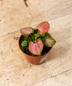 Syngonium Orm Nak 004
