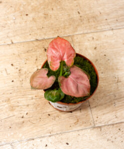 Syngonium Orm Nak 005