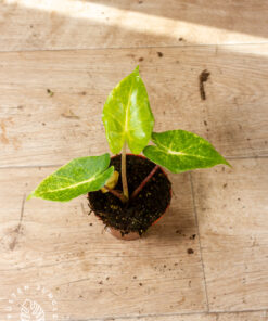Alocasia new guinea gold 001
