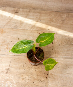 Alocasia new guinea gold 003