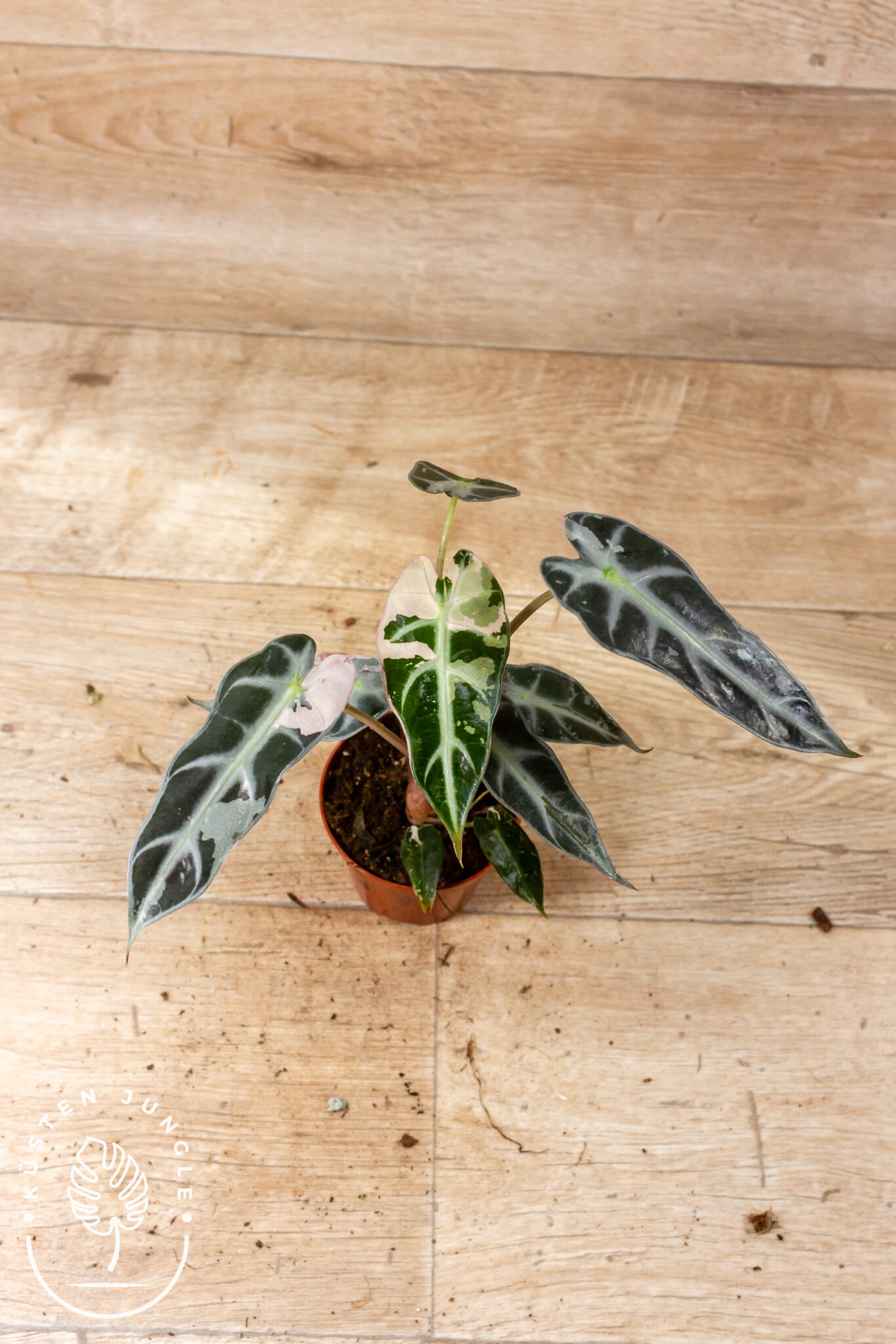 Alocasia Bambino Arrow Pink Variegata mit schmalen, pfeilförmigen Blättern und rosa-weißer Panaschierung