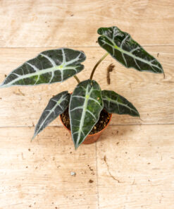 Alocasia polly aurea 008