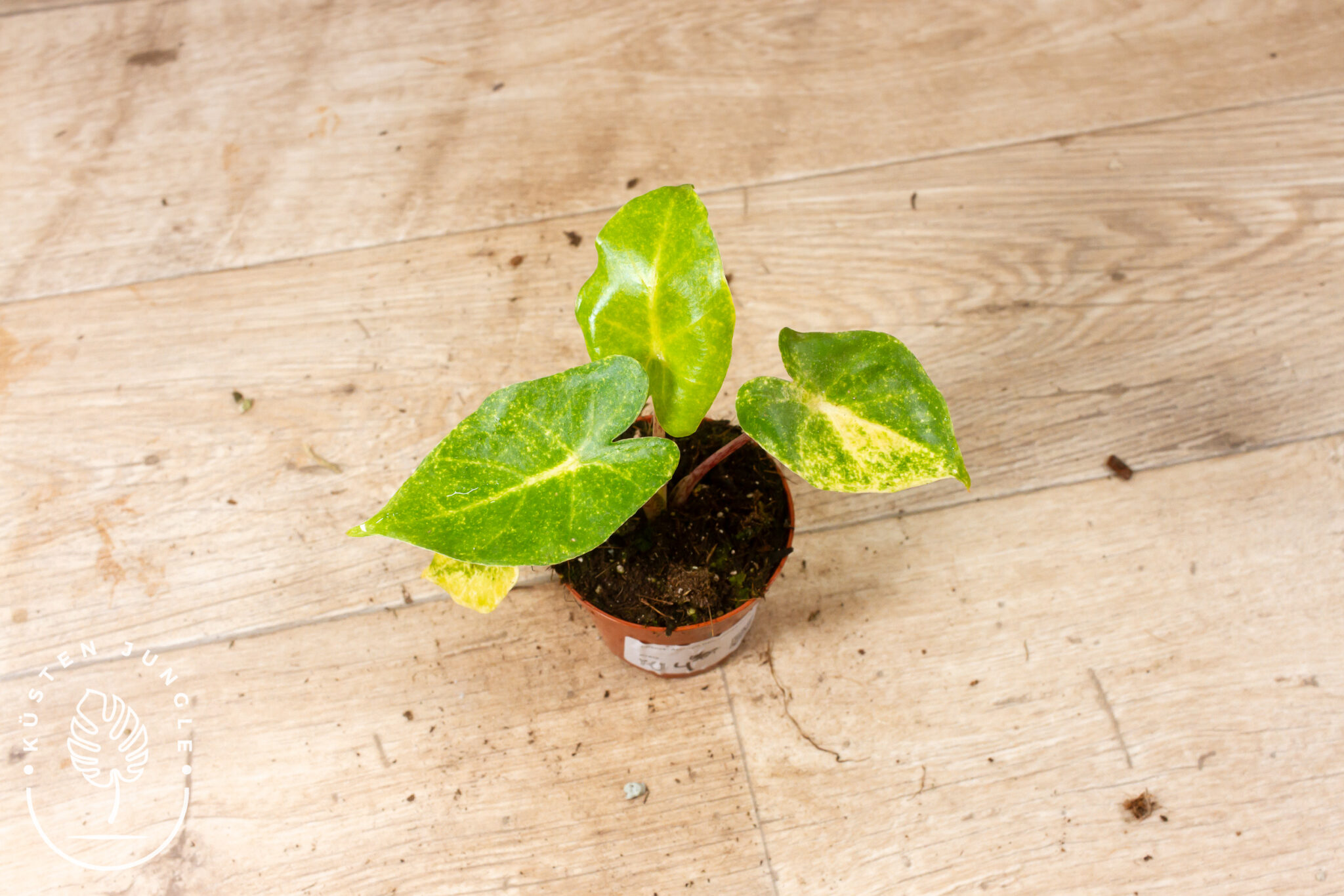 Alocasia New Guinea Gold mit dunkelgrünen, pfeilförmigen Blättern und goldenen Sprenkeln