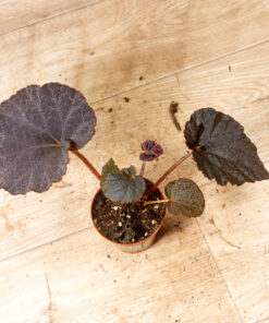Begonia U485 "Taconite" 002