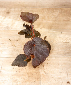 Begonia U485 "Taconite" 003