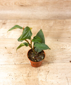 Philodendron Burle Marx Fantasy 004
