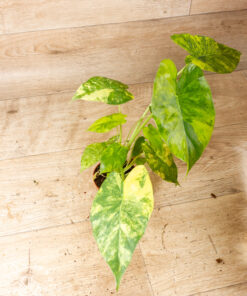 Alocasia gageana aurea 005