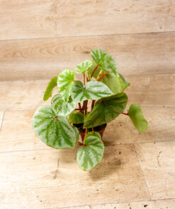 Begonia sp. "Temuyuk Silver" 002