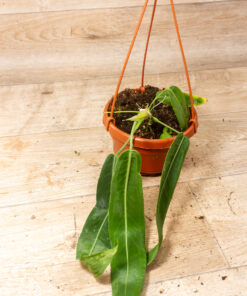 Anthurium pallidiflorum 001
