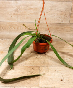 Anthurium vittarifolium 001