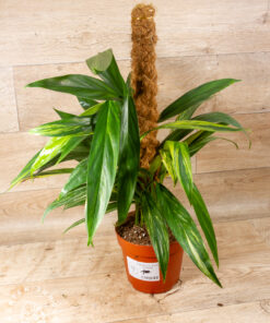 Epipremnum Amplissimum Aurea 001