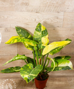 Philodendron green congo variegata xl 001