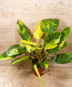Philodendron green congo variegata xl 002