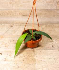 Anthurium wendlingeri 004